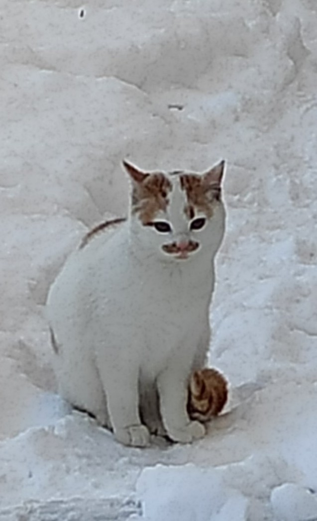 Котовторнику быть!