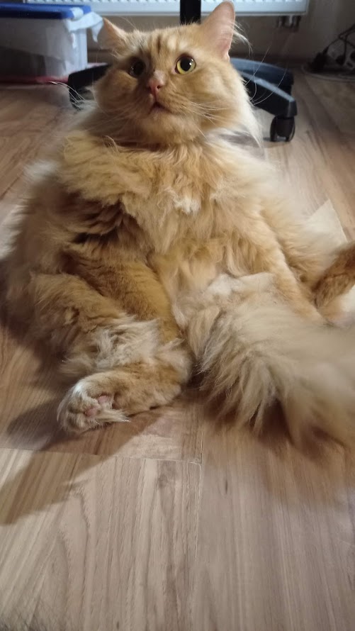 Даешь котовторник!