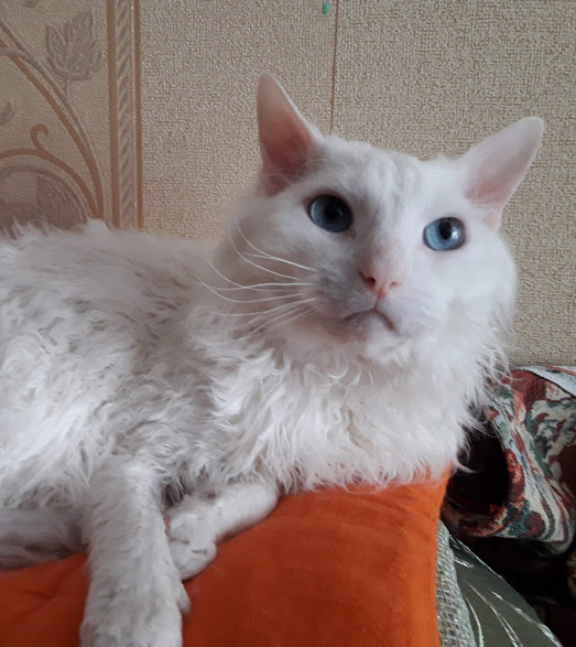 А котовторник уже начался?