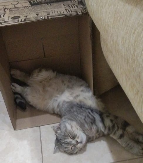 Котовторник вроде.