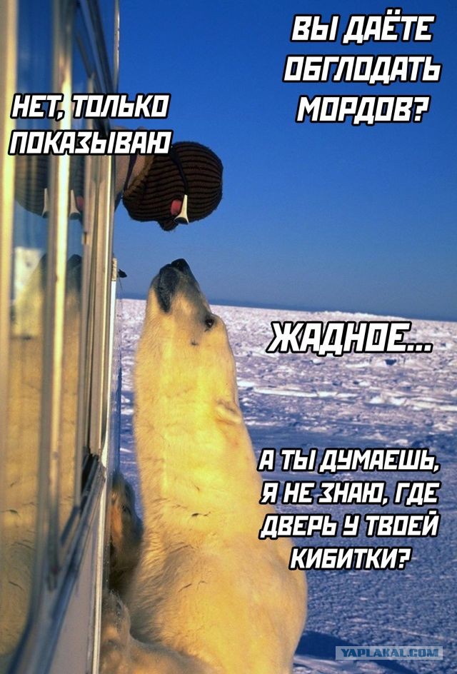 Забавные и веселые картинки