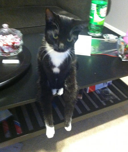 Котовторник 09.04.2013
