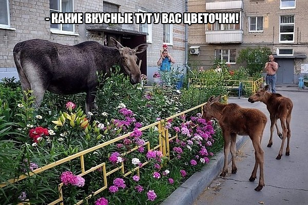 Пятница-жжжж... Баяны-жжжж...