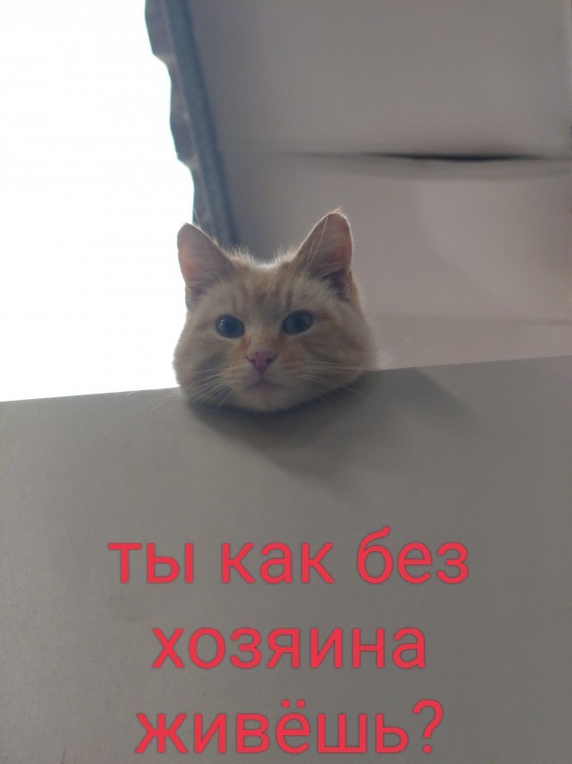 Кот выбрал человека