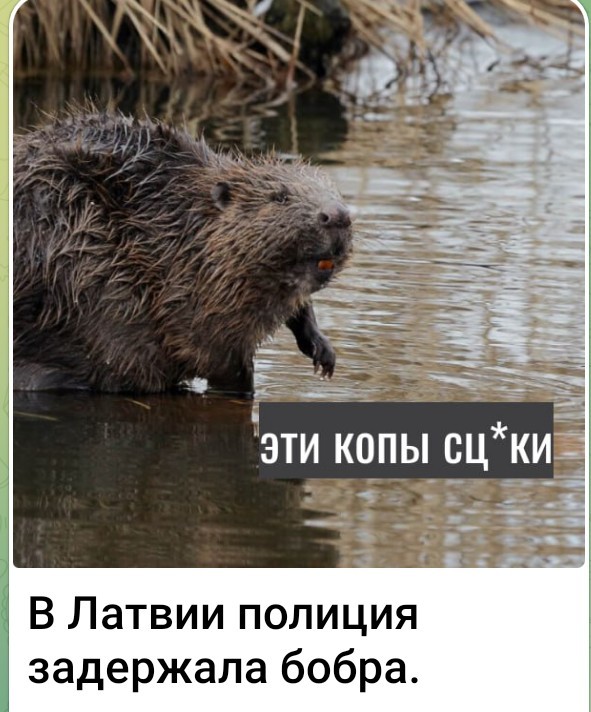 Веселые картинки в маленькую пятницу (16.04)