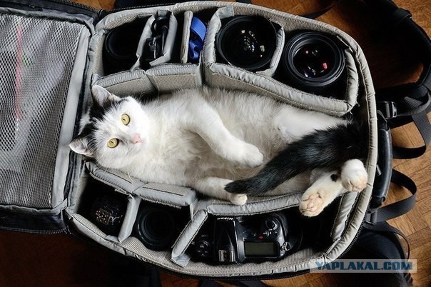 Триллер «Сумочка»