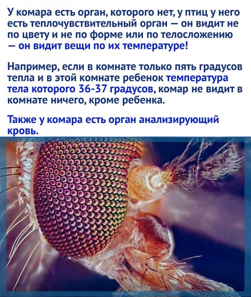 Эффективное средство от комаров обнаружили в Сети — это зажимы в виде стрекоз.
