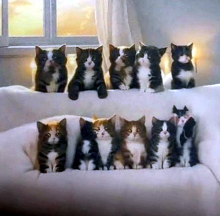 Милые котики