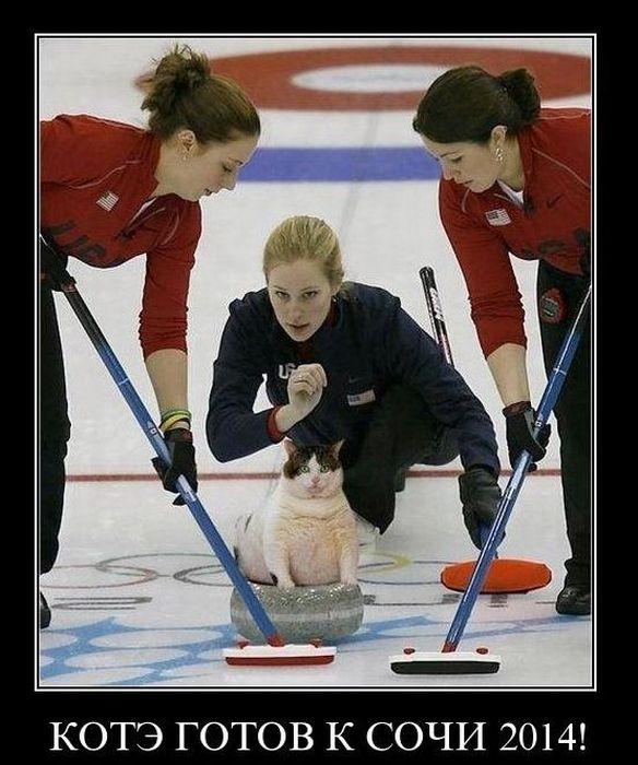 Кот и керлинг