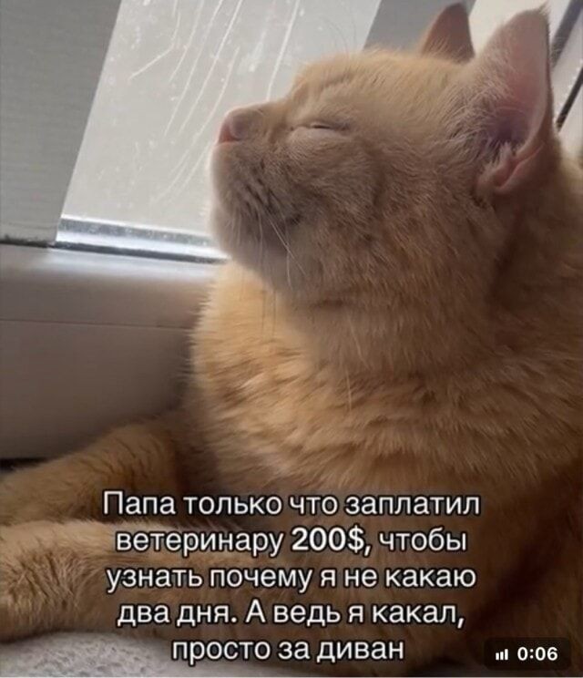 Все мясо в доме пожрал