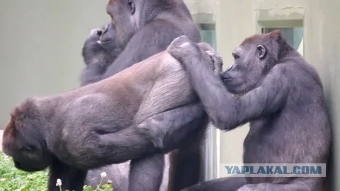 Когда твоя жена врач проктолог