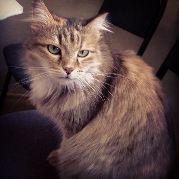 Котовторник 05.03.13