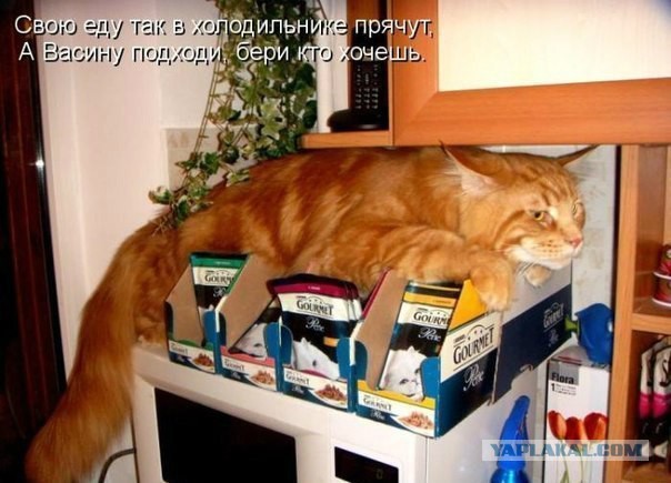 А котик удачно пристроился!