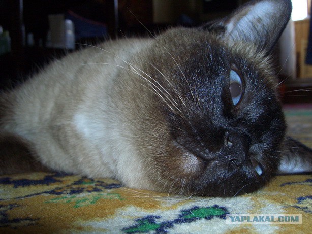 Тайские кошки