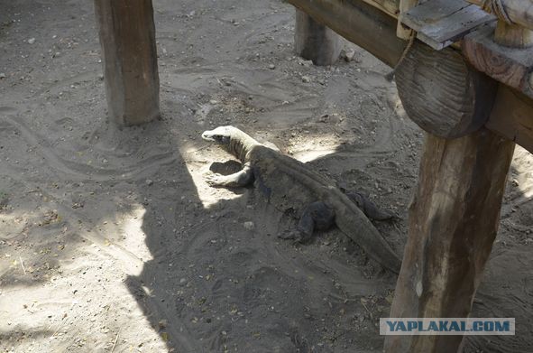 Друзья прислали с отпуска...