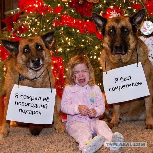 Весёлое из сети