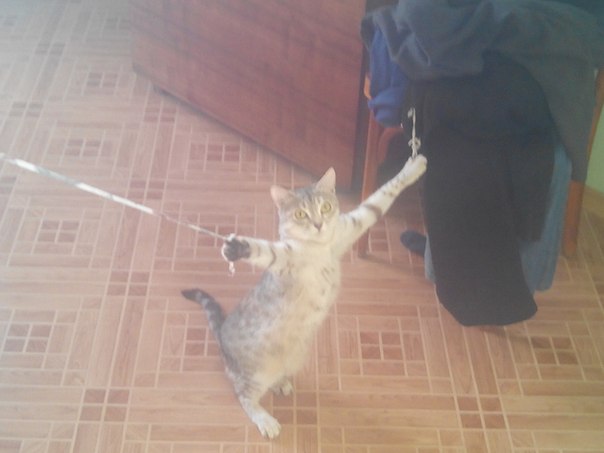 Котовторник