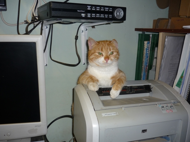 Котовторник
