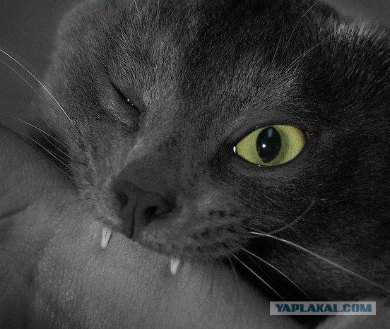 День кошек в России