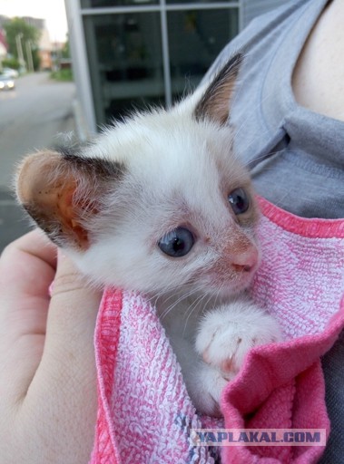 Котовторник 25.08.2015