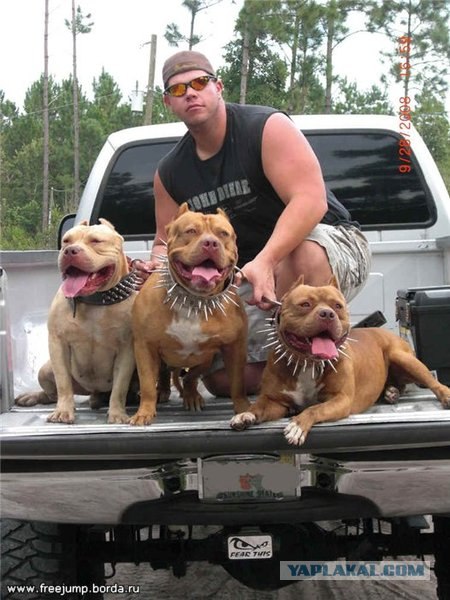 Догхантеры травят собак порошком в парках