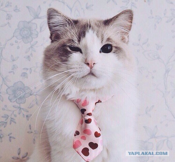 Котовторник 19.01.2016