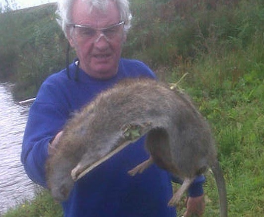 Полугодовое противостояние человека и крысы