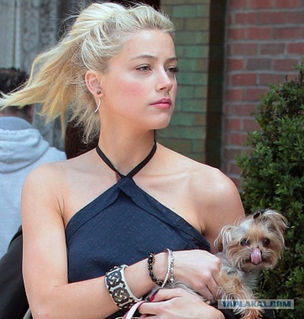 Как нашли собаку