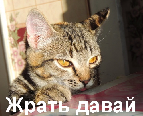 Подборка картинок