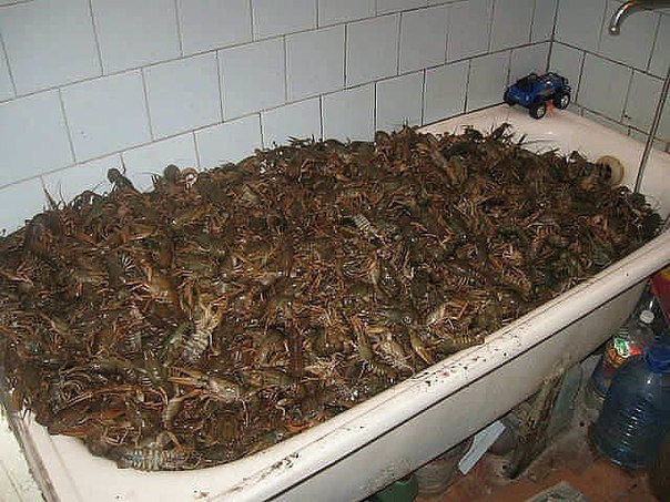 Веселые картинки