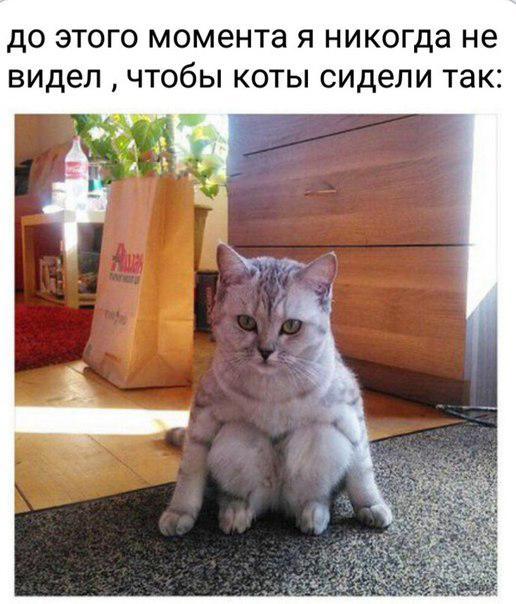 Мохнатые беспредельщики