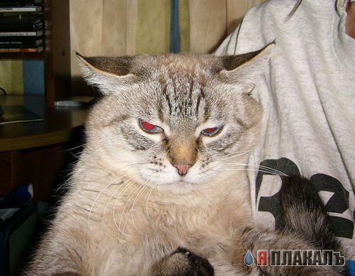 А вот и котовторник!