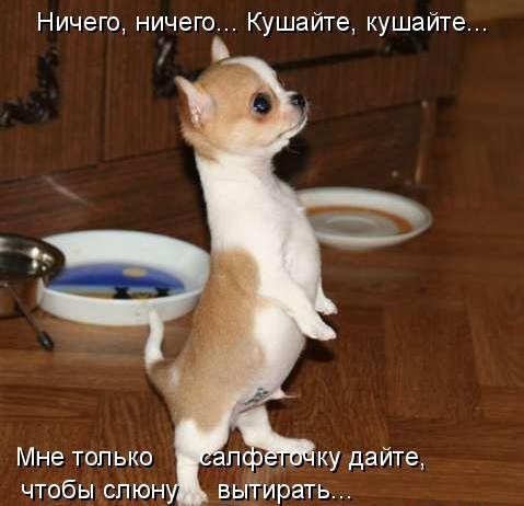 Мохнатые беспредельщики