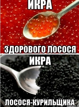 Лосось до и после нереста