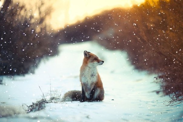 Самые смешные животные