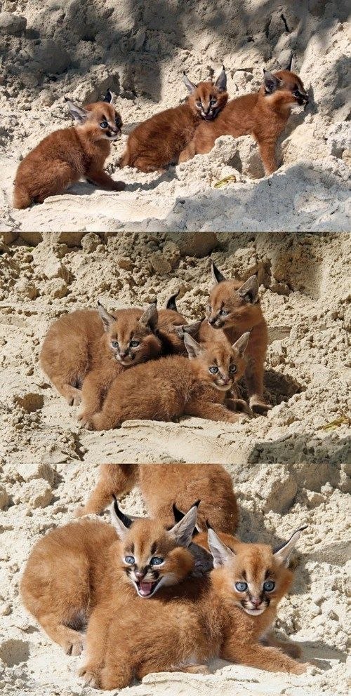Самые смешные животные