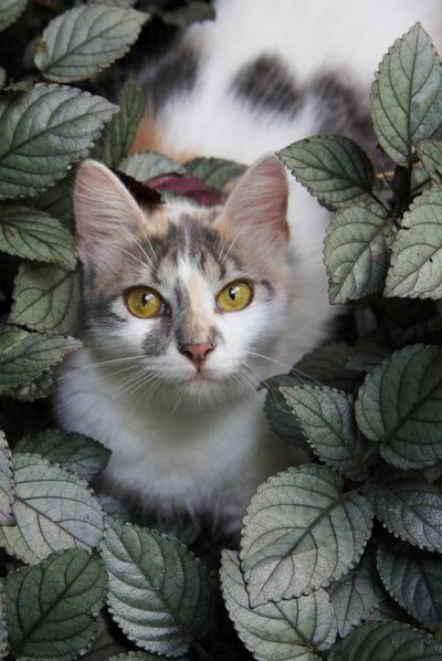 Коты и Кошки