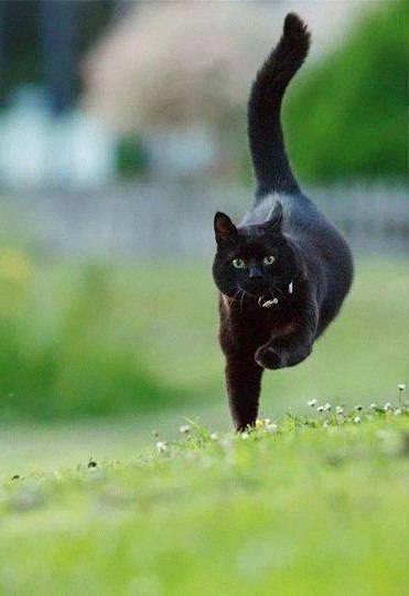 Коты и Кошки