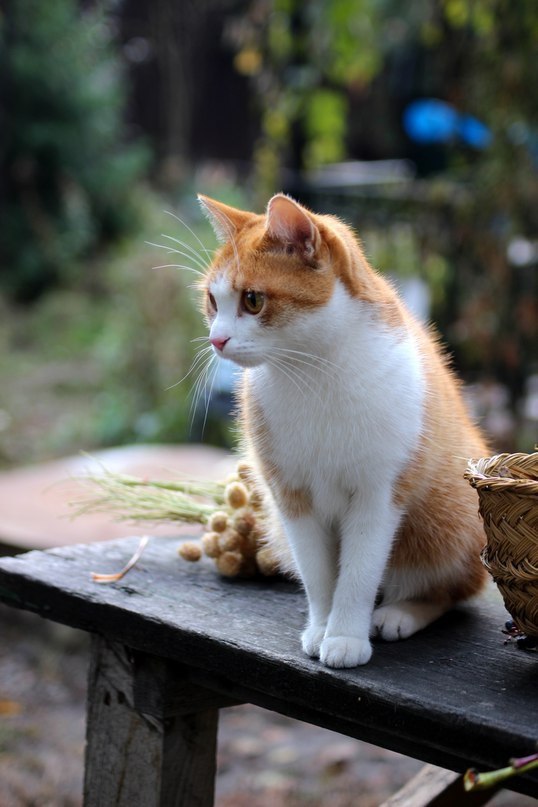 Коты и Кошки