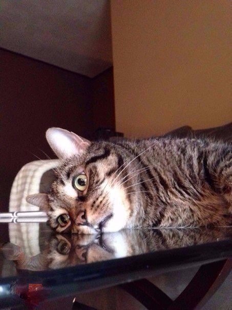 Коты и Кошки