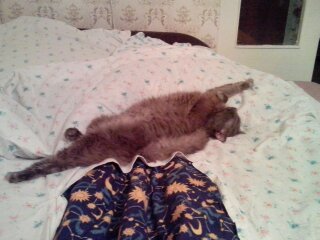Котовторник 20.06.2017