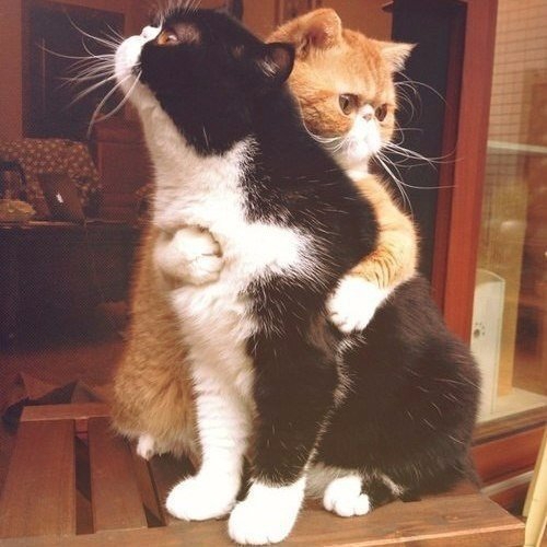 Коты и Кошки