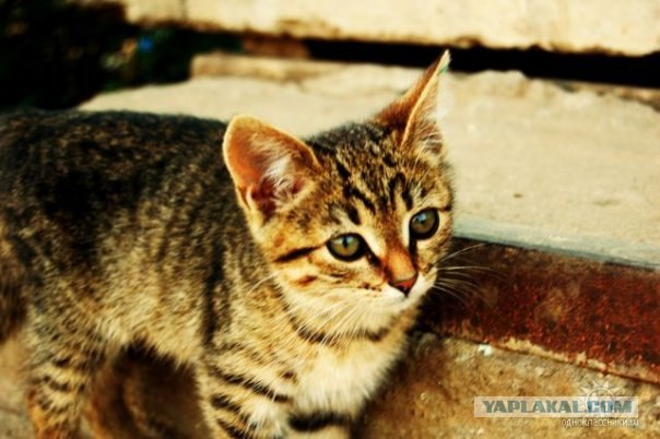 Котовторник на ЯПлакалъ
