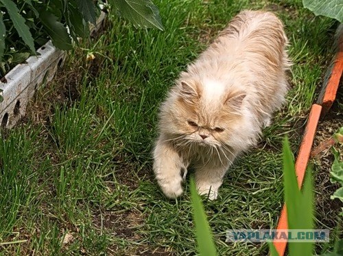 Котовторник на ЯПлакалъ: Кото и кто-то!