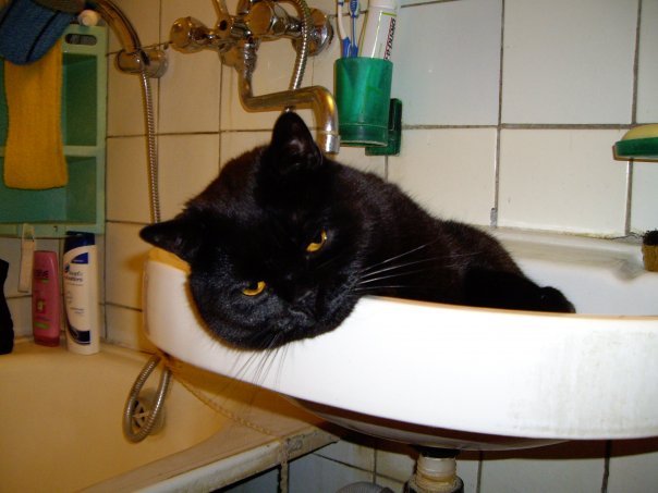 Первый КОТОВТОРНИК 2012
