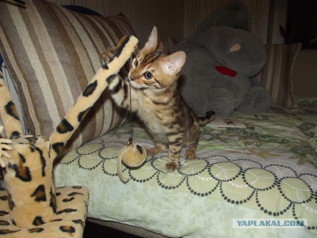 Котовторник 17 января