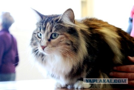 Котовторник 27.03.2012
