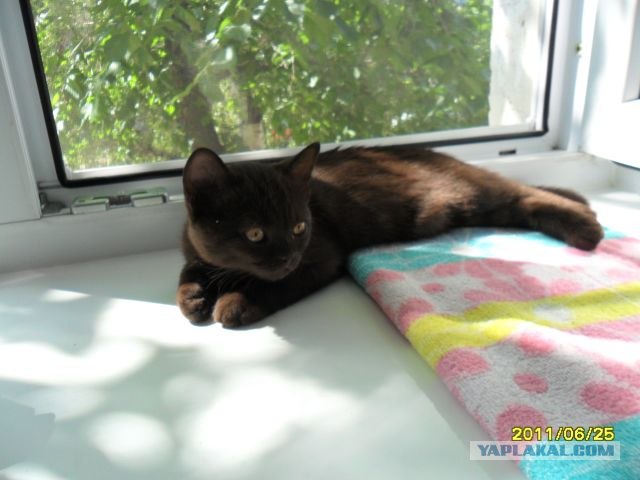 Котовторник (15.05.2012)