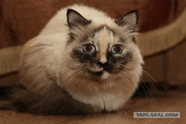 Котовторник  19.06.2012