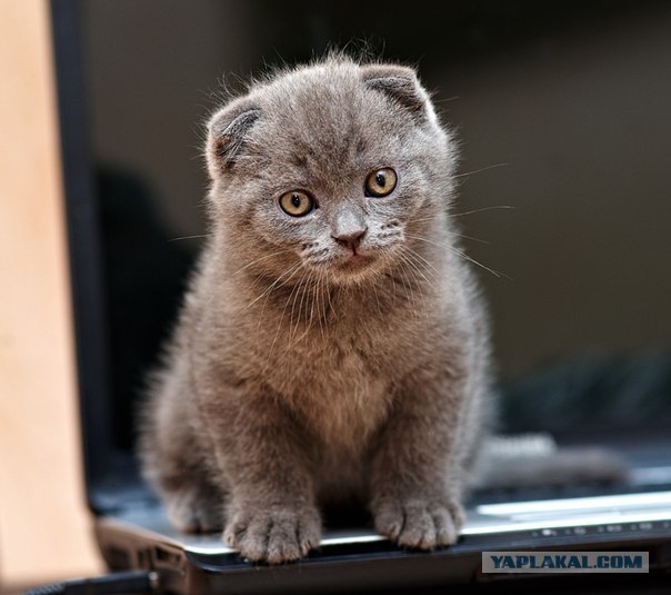Котовторник 31.07.2012 г.